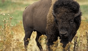 buffalo